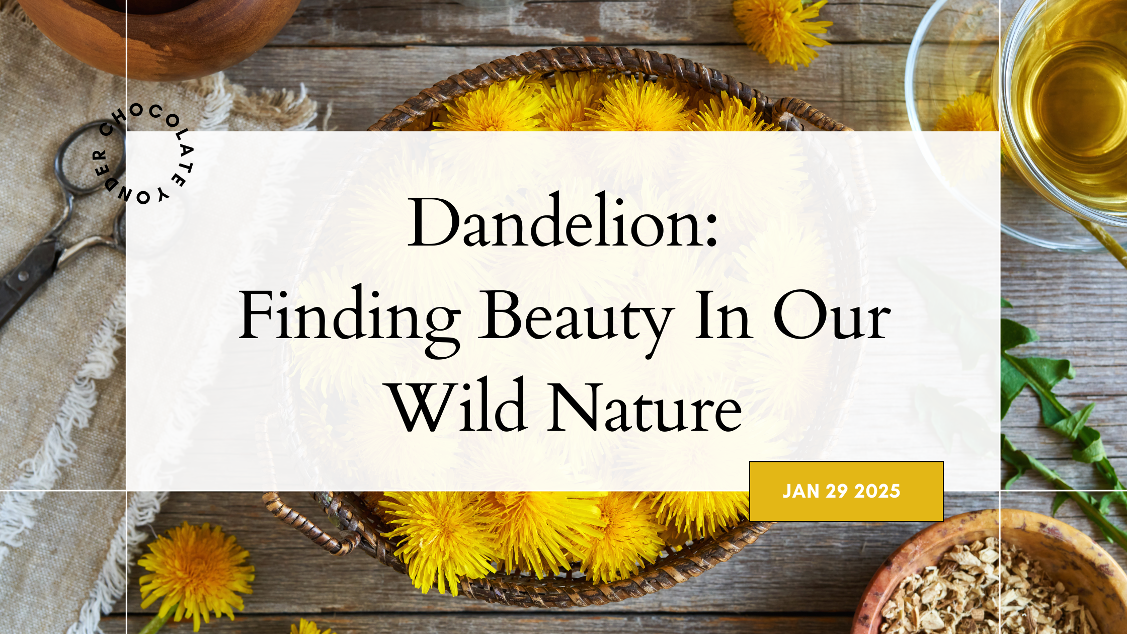 Dandelion: Finding The Beauty In Our Wild Nature