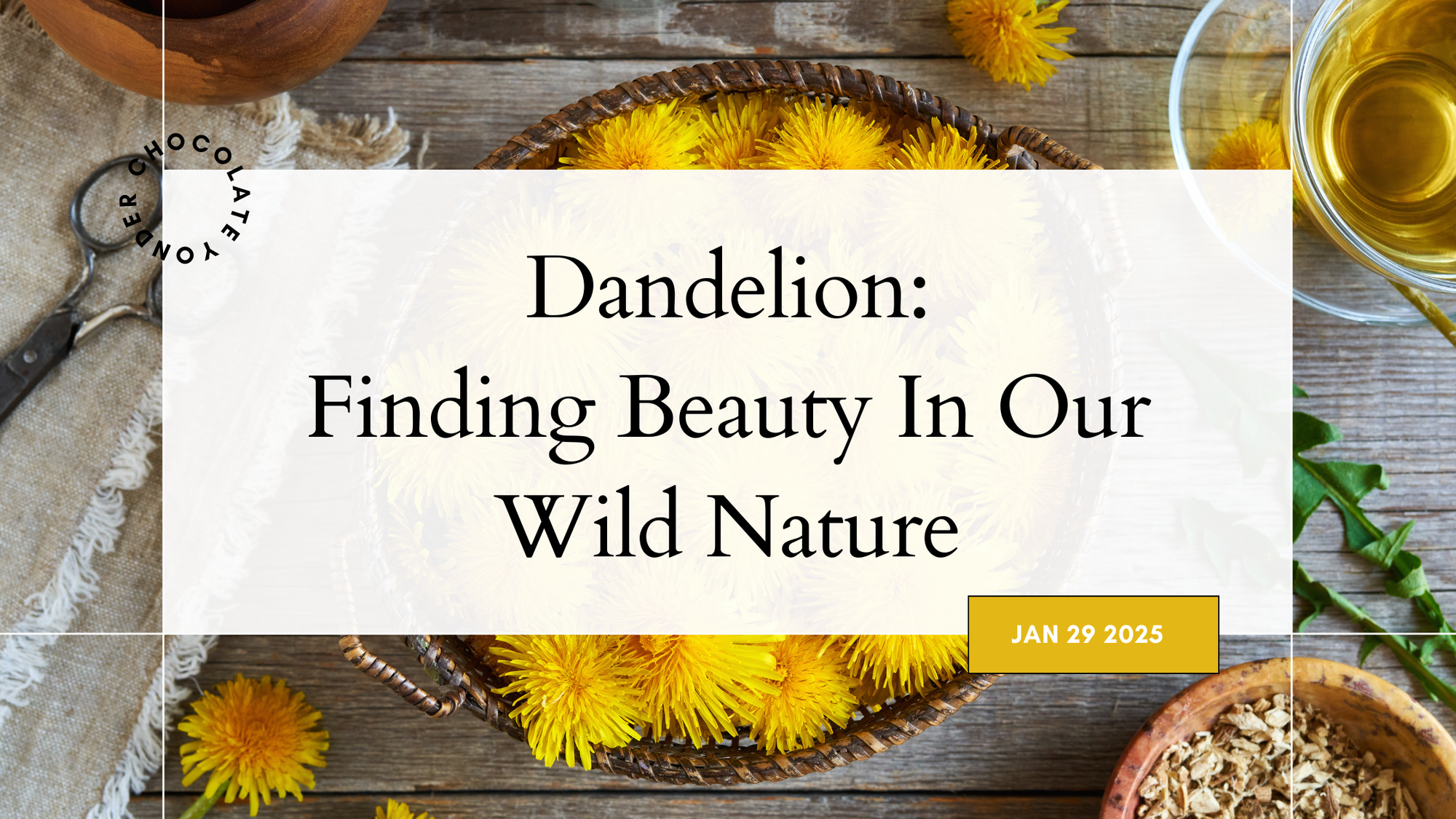 Dandelion: Finding The Beauty In Our Wild Nature